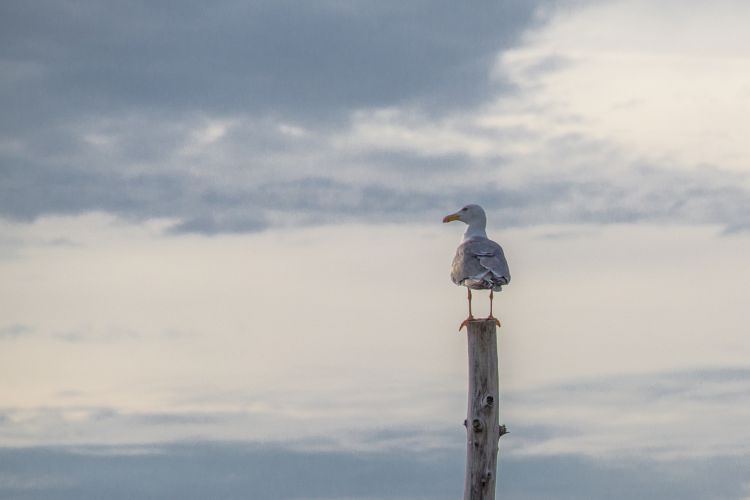 Fonds d'cran Animaux Oiseaux - Mouettes et Golands la mouette