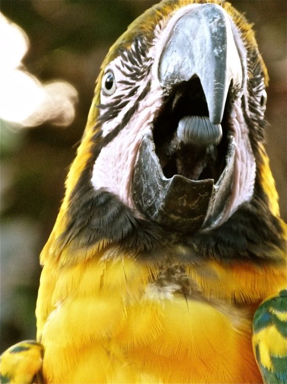 Wallpapers Animals Birds - Parrots Perroquet