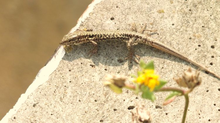 Fonds d'cran Animaux Lzards - Iguanes lézard,