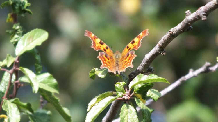 Fonds d'cran Animaux Insectes - Papillons papillon 