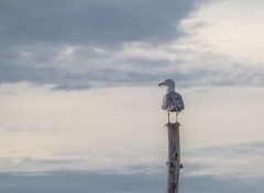  Animaux la mouette