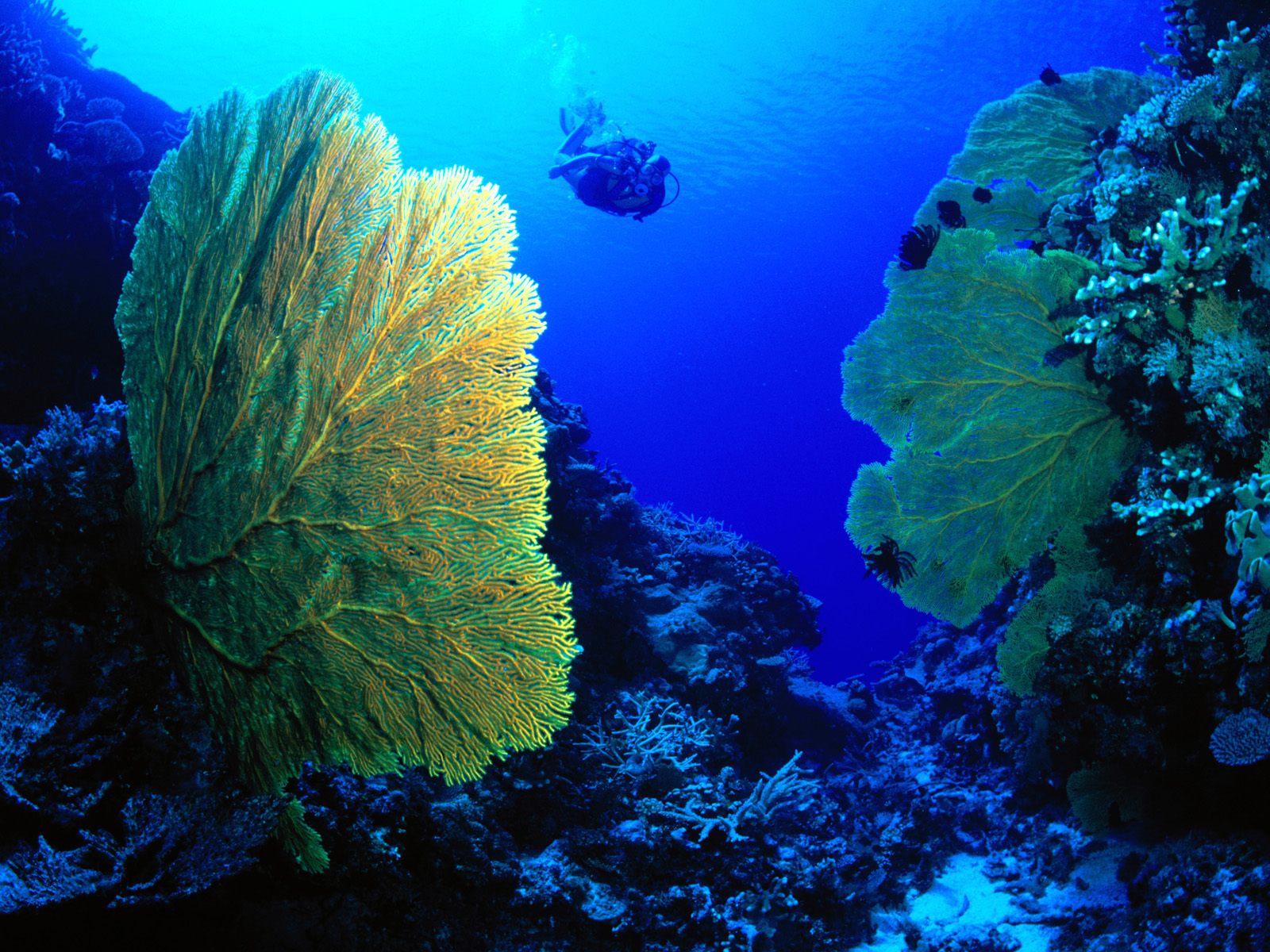 Wallpapers Animals Sealife - Corals 