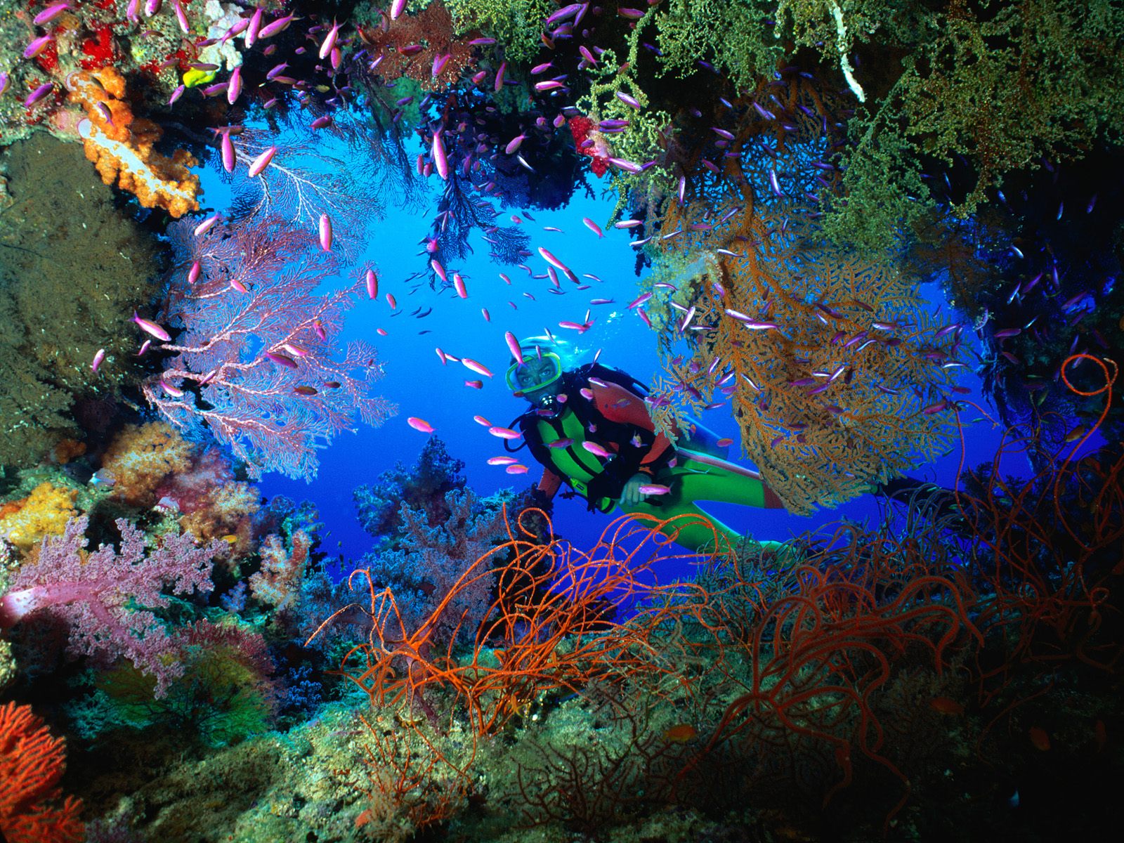 Fonds d'cran Animaux Vie marine - Divers 