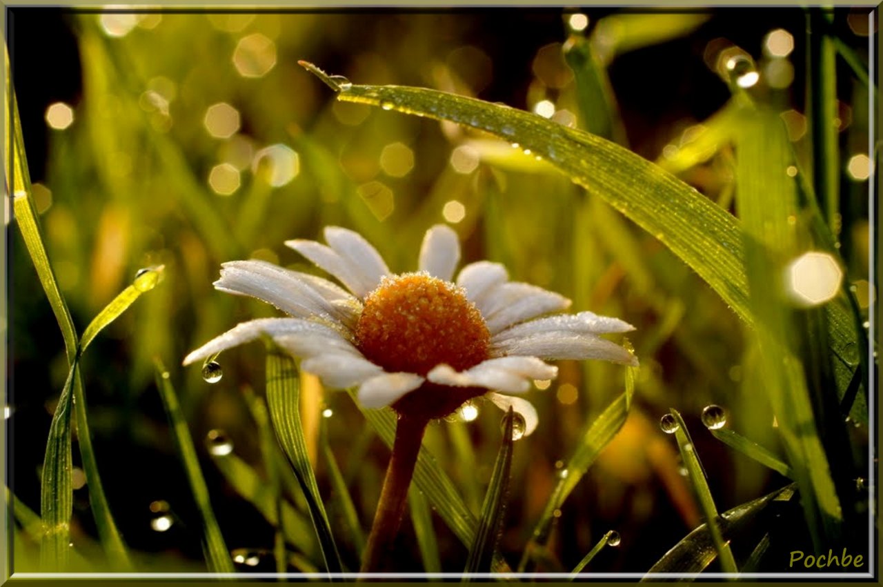 Fonds d'cran Nature Fleurs 