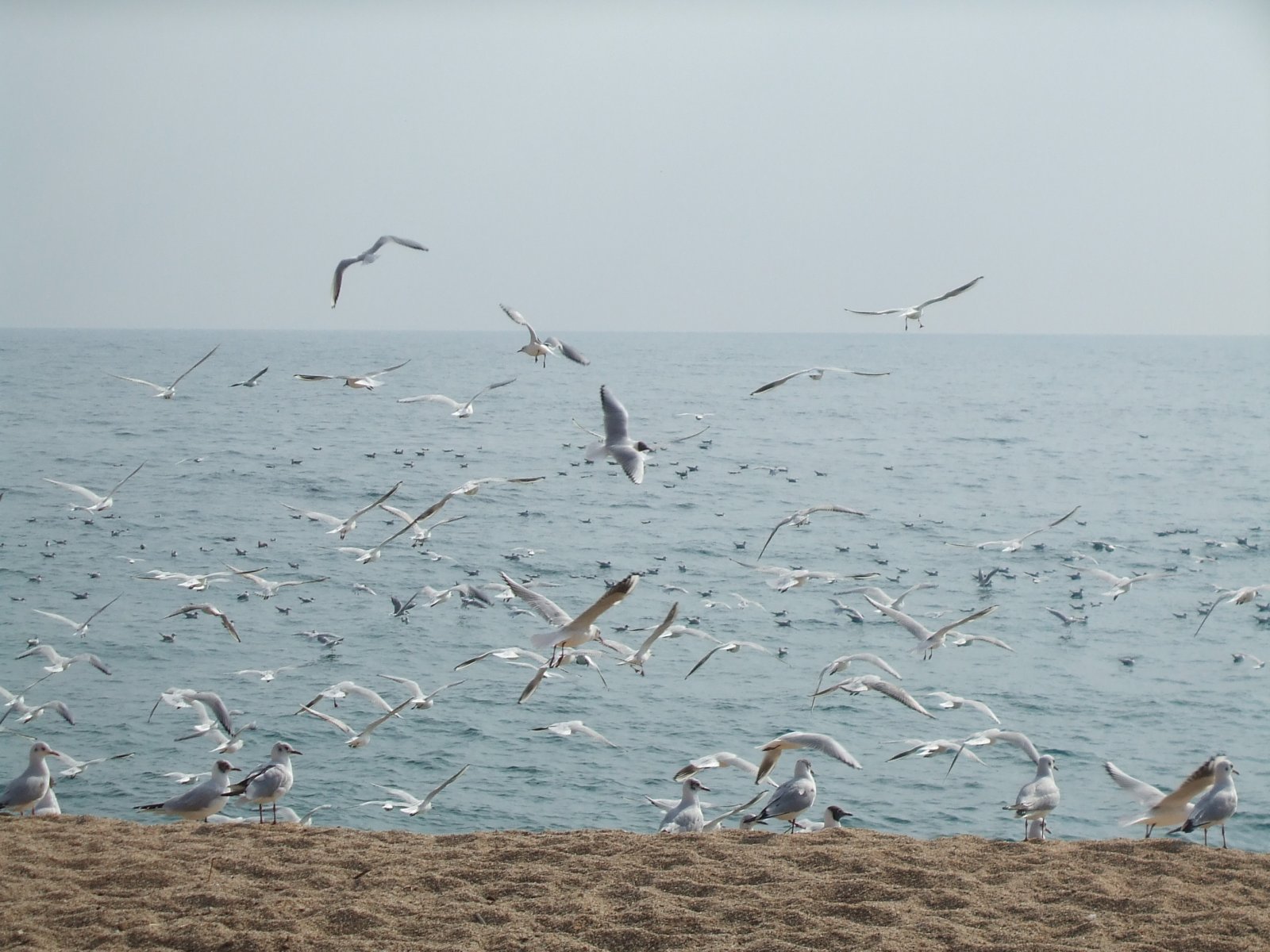 Fonds d'cran Nature Mers - Ocans - Plages arbre fantome en hiver