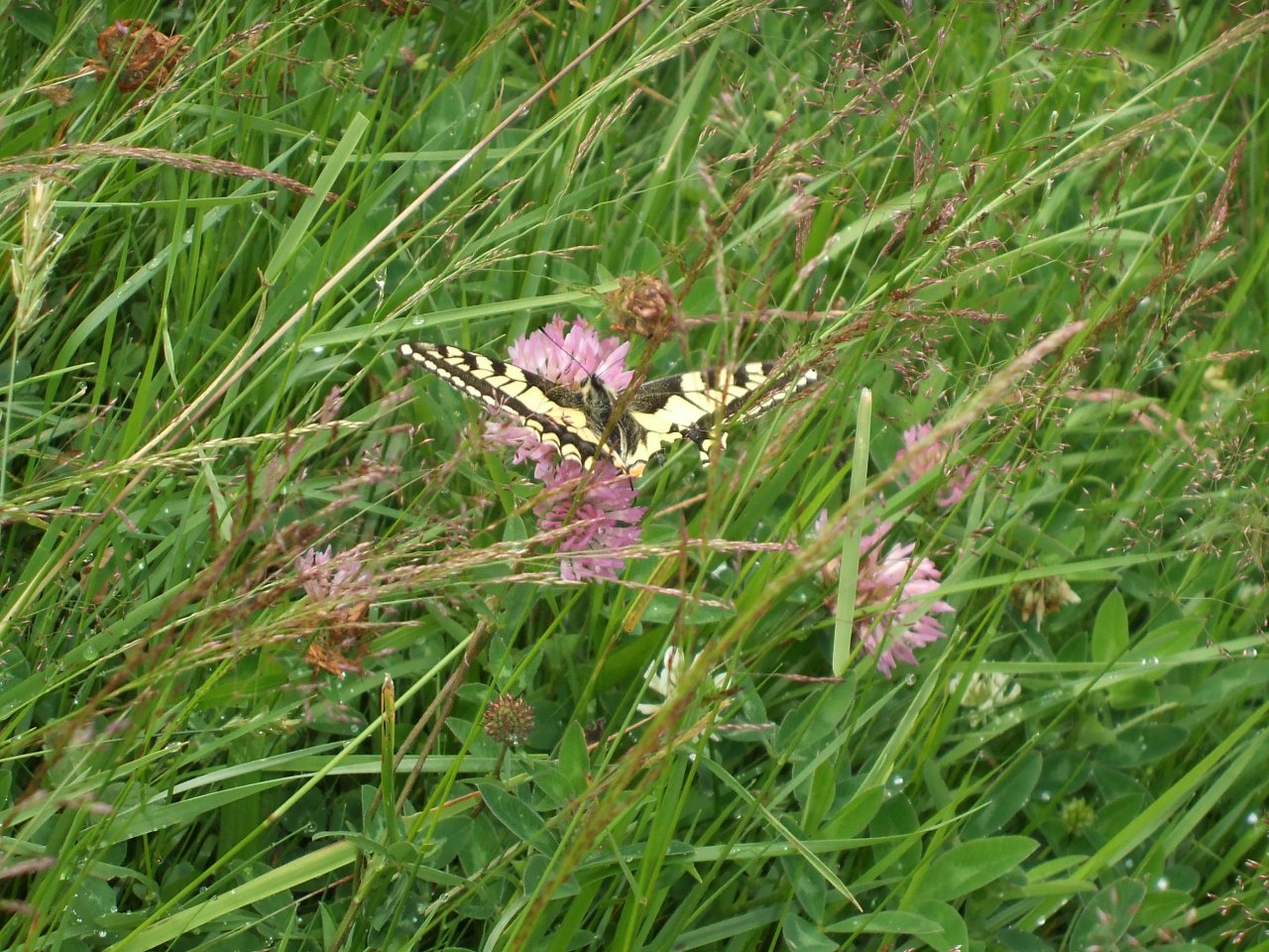 Fonds d'cran Animaux Insectes - Papillons arbre fantome en hiver