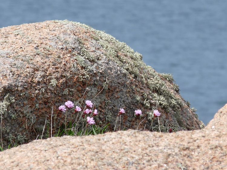 Wallpapers Nature Flowers bretagne 2011