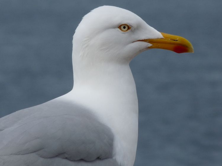 Wallpapers Animals Birds - Gulls bretagne 2011