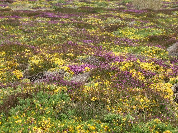 Fonds d'cran Nature Plantes - Arbustes arbre fantome en hiver