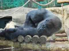  Animals Gorille du zoo de Beauval