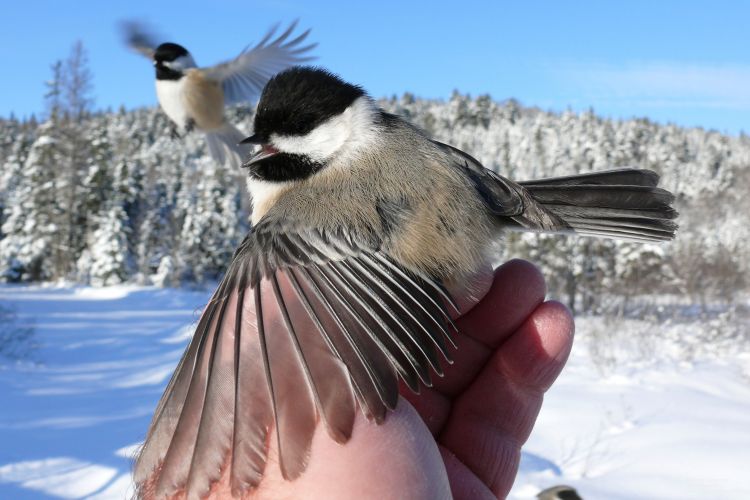 Fonds d'cran Animaux Oiseaux - Msanges Mésange à tête noire