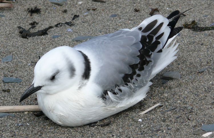 Fonds d'cran Animaux Oiseaux - Mouettes et Golands Mouette tridactyle rissa