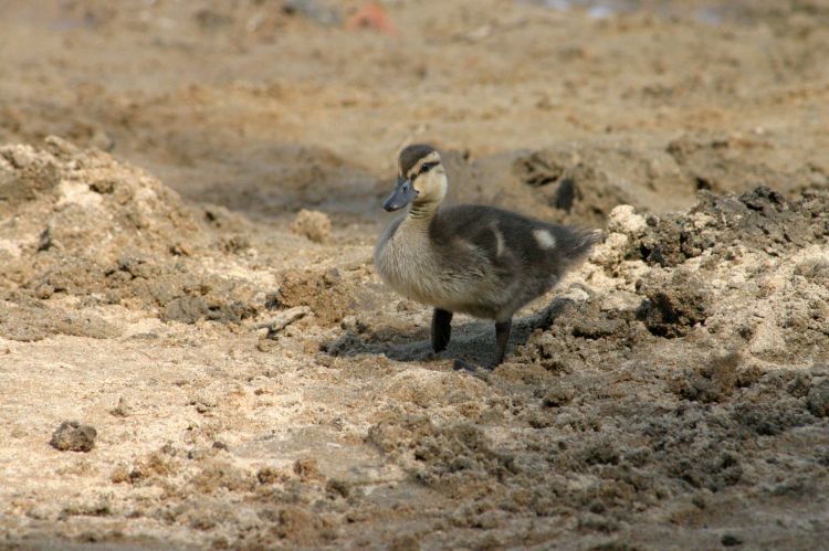 Wallpapers Animals Birds - Ducks À la découverte du monde!