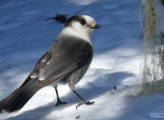  Animaux Mésangeai du Canada