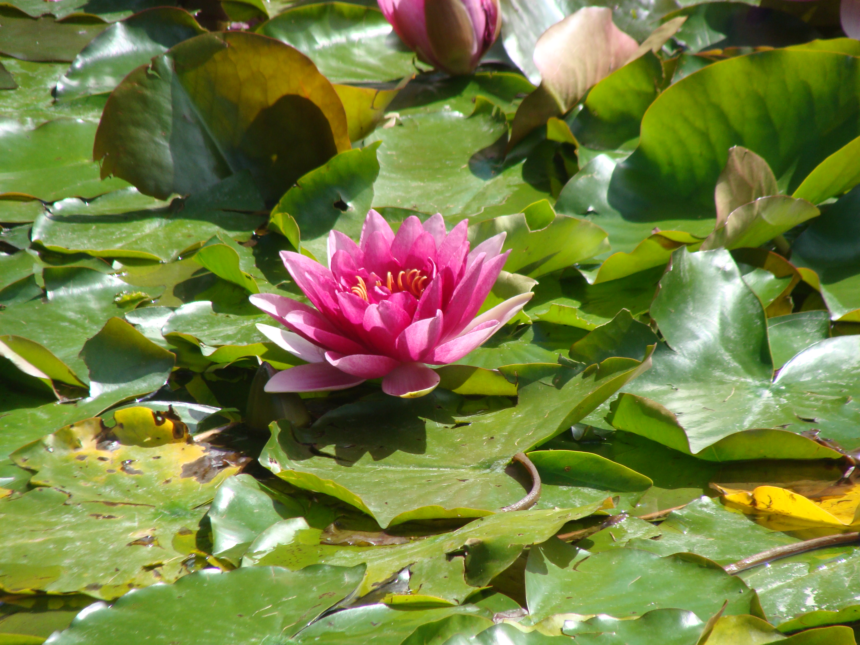 Wallpapers Nature Flowers Fleur de jardin