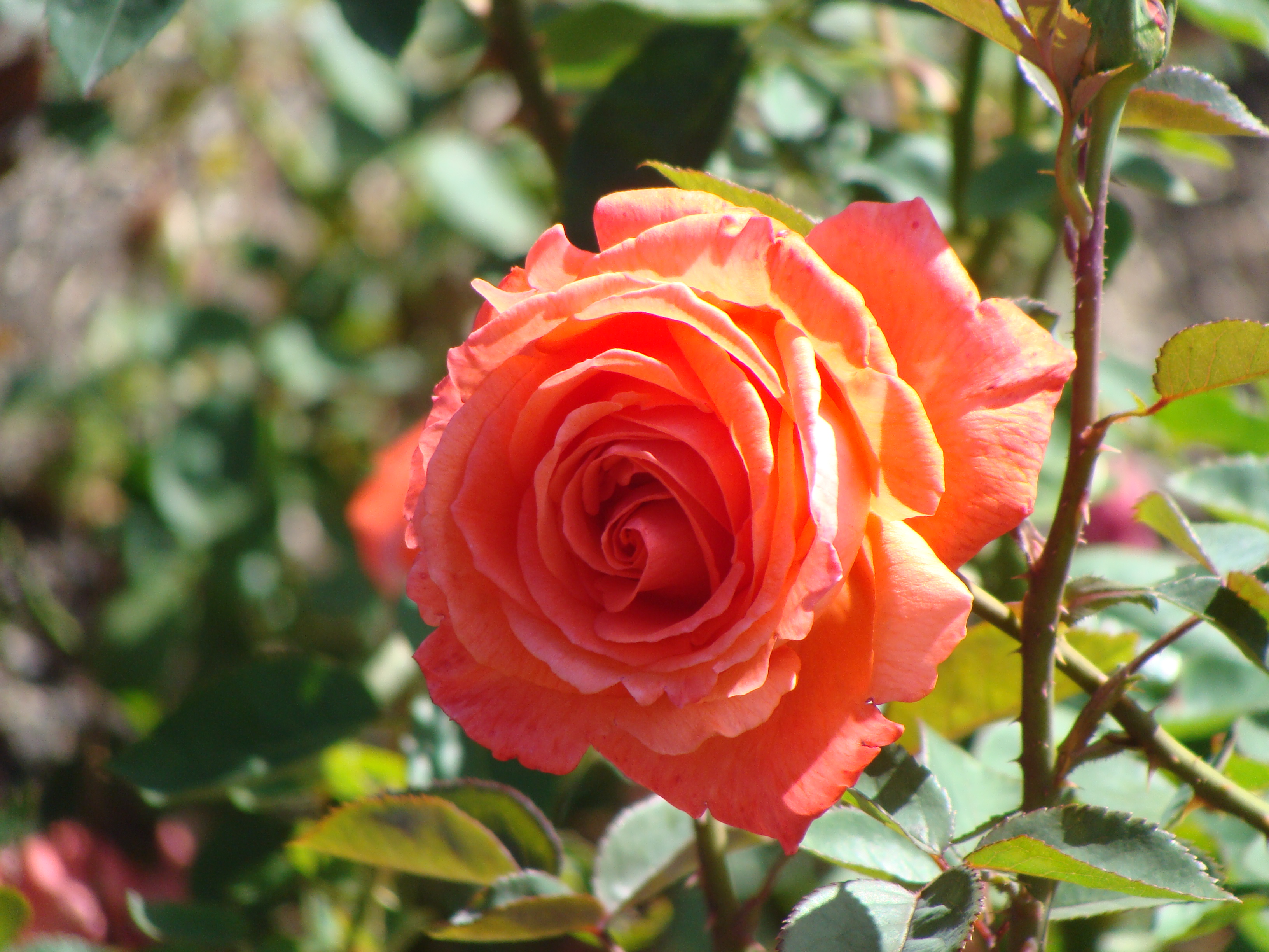 Fonds d'cran Nature Fleurs Fleur de jardin