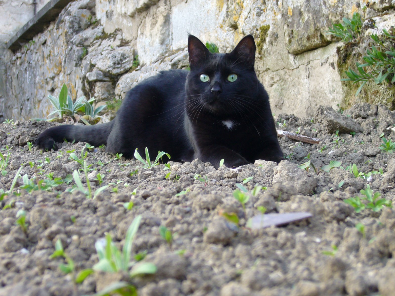 Fonds d'cran Animaux Chats - Chatons chats