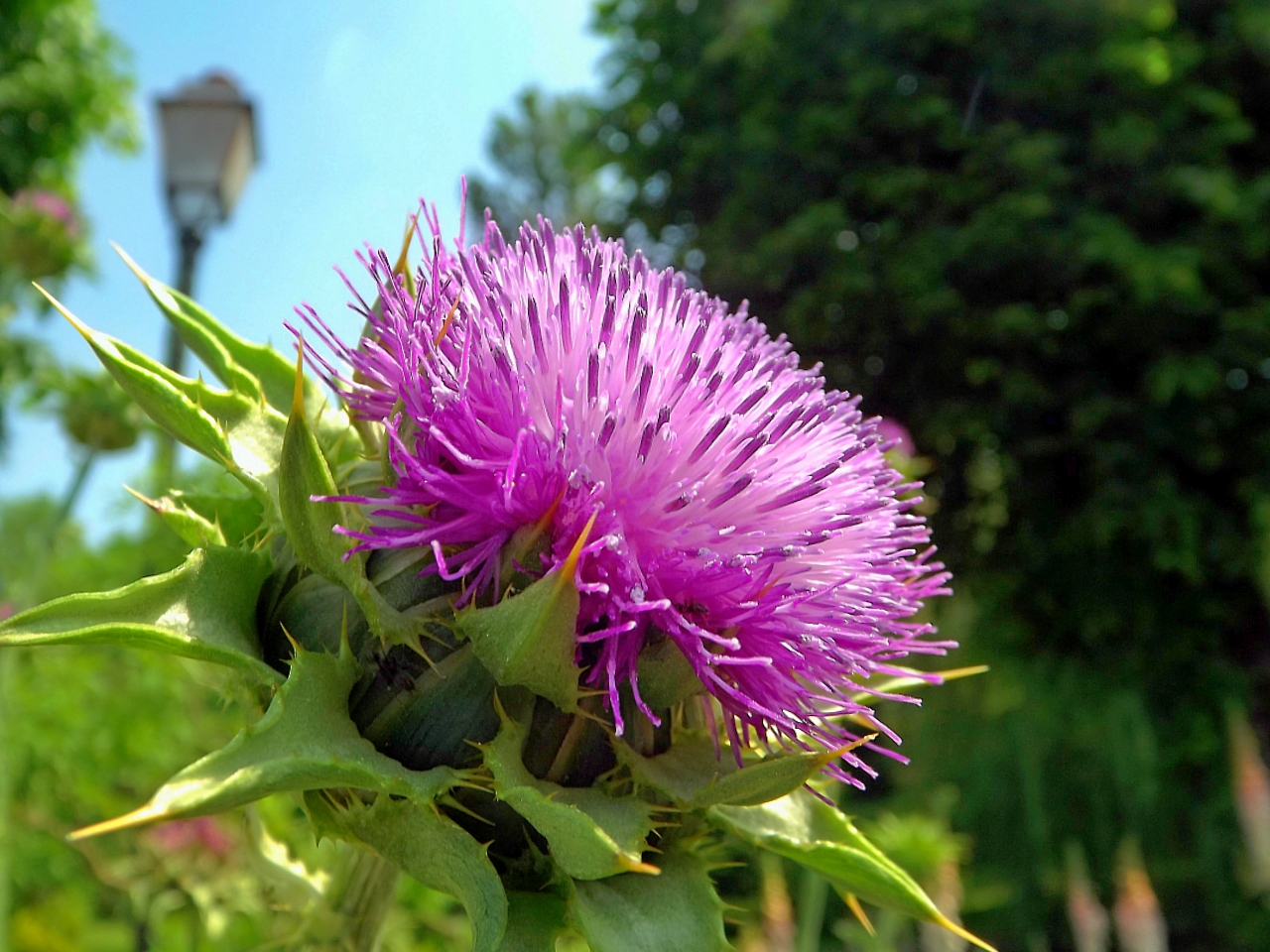 Wallpapers Nature Flowers un chardon