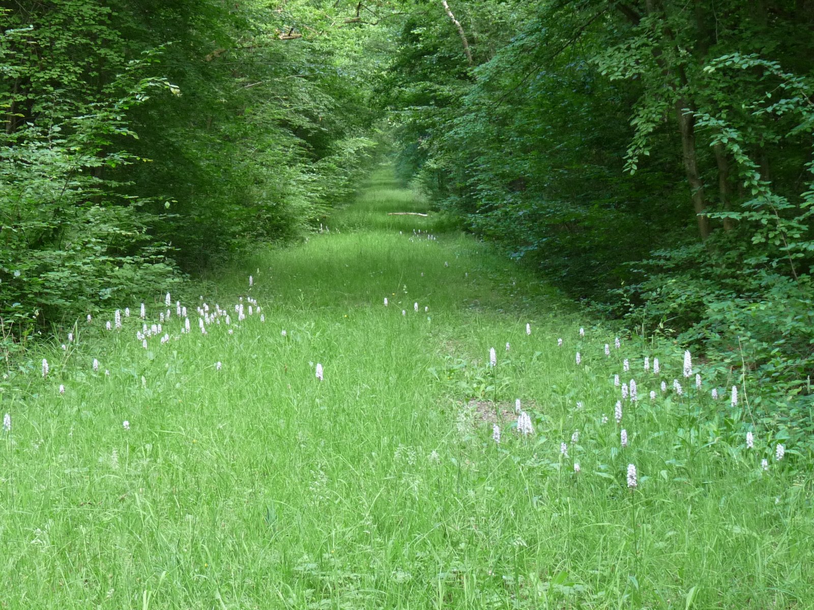 Fonds d'cran Nature Arbres - Forts 