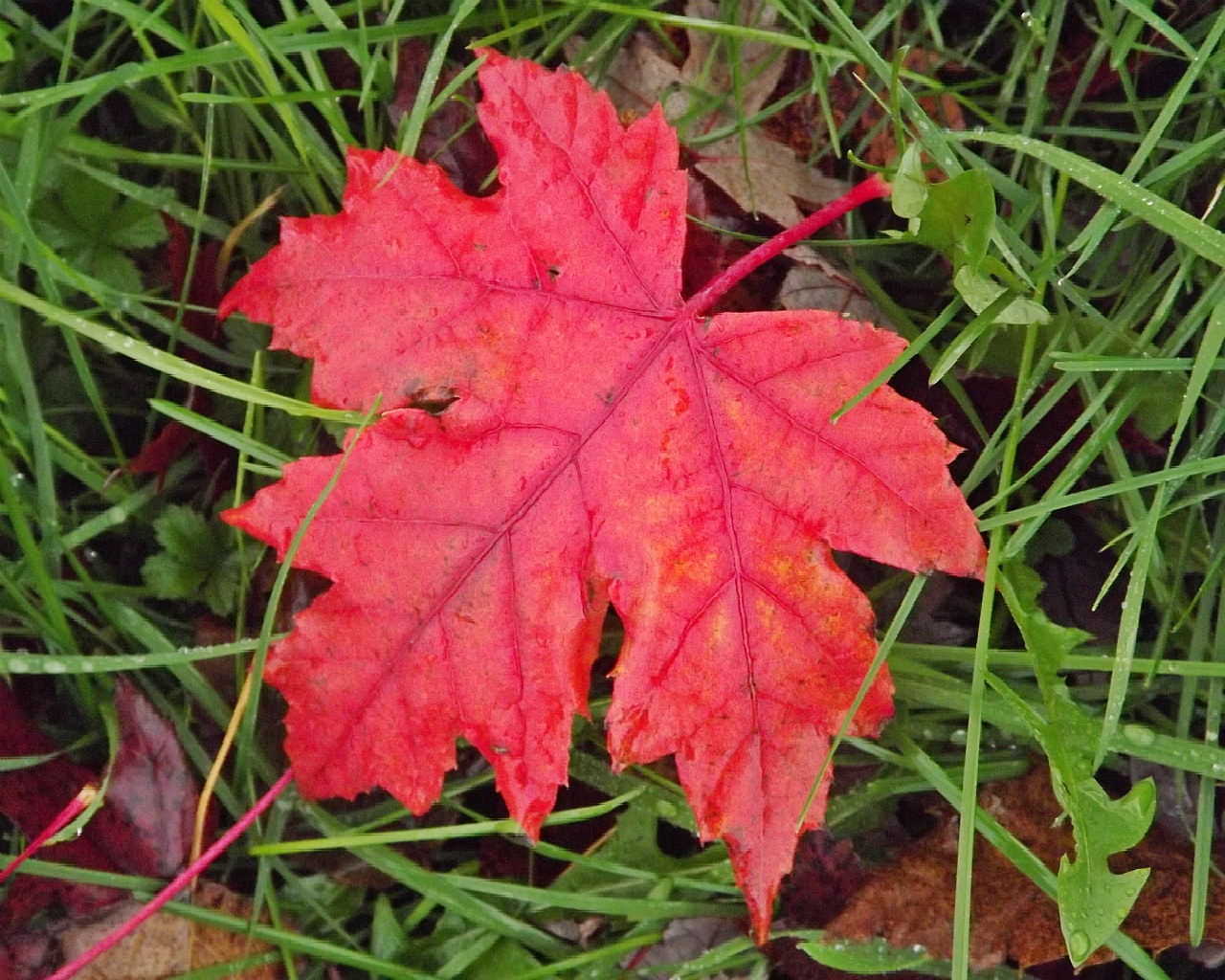 Fonds d'cran Nature Saisons - Automne les feuillages de l'automne