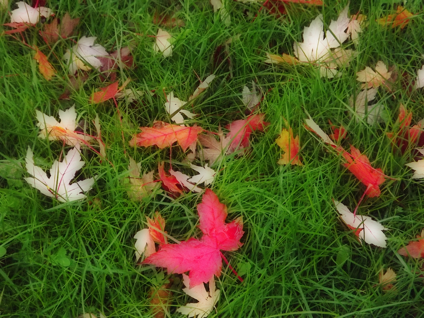 Fonds d'cran Nature Saisons - Automne les feuillages de l'automne