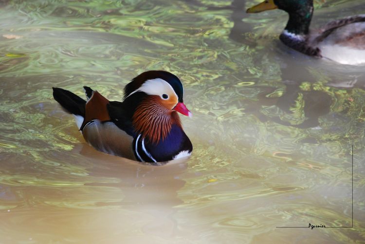 Wallpapers Animals Birds - Ducks Canard au zoo de Beauval