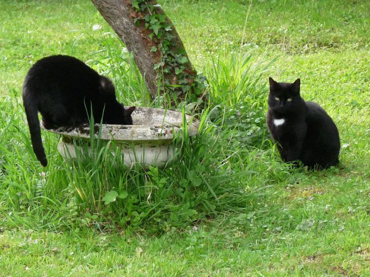 Fonds d'cran Animaux Chats - Chatons chats