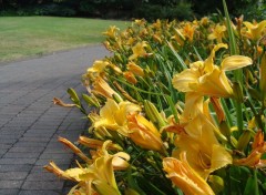  Nature Fleur de jardin