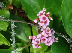  Nature Fleur de jardin