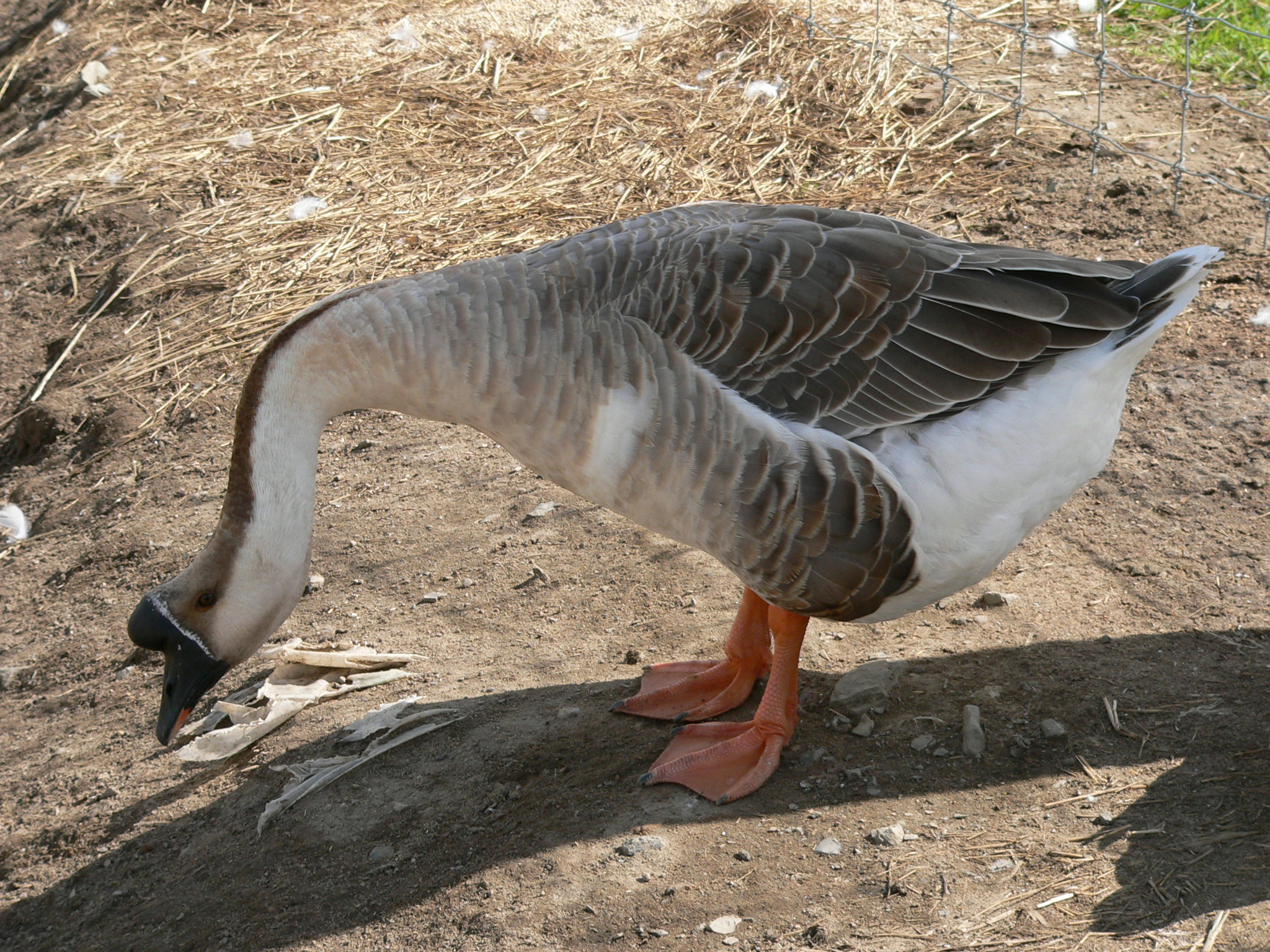 Fonds d'cran Animaux Oiseaux - Oies Oie Cygnoïde