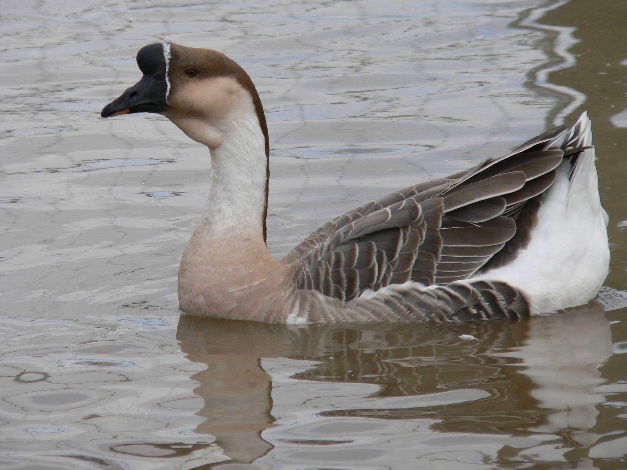 Fonds d'cran Animaux Oiseaux - Oies Oie Cygnoïde