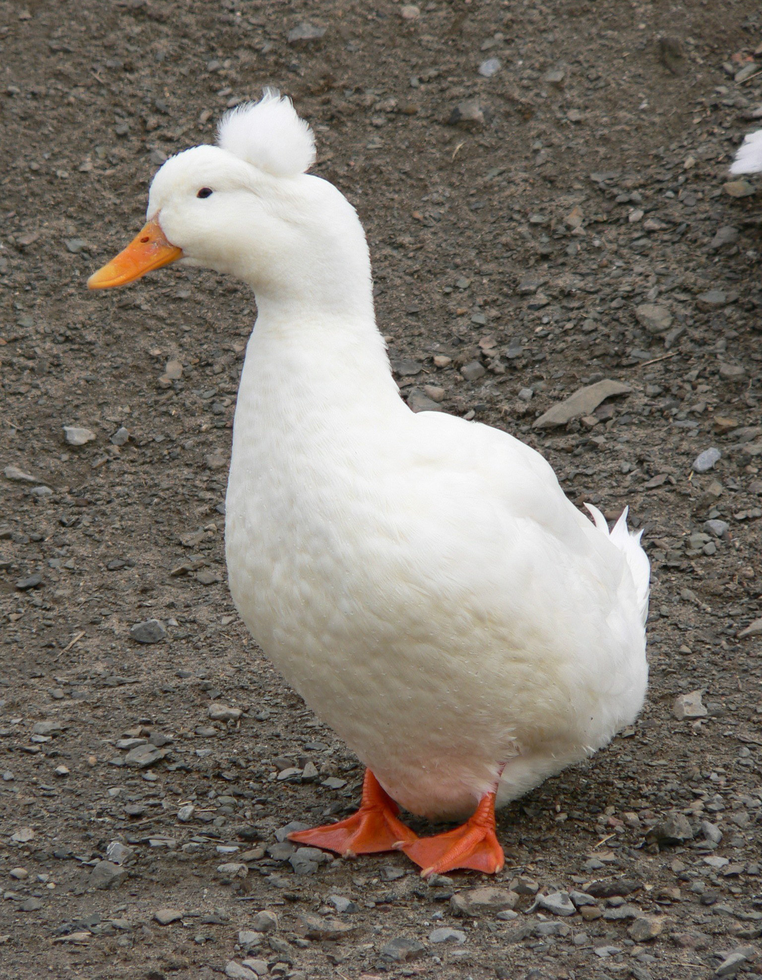 Fonds d'cran Animaux Oiseaux - Oies Oie huppée ou à couette