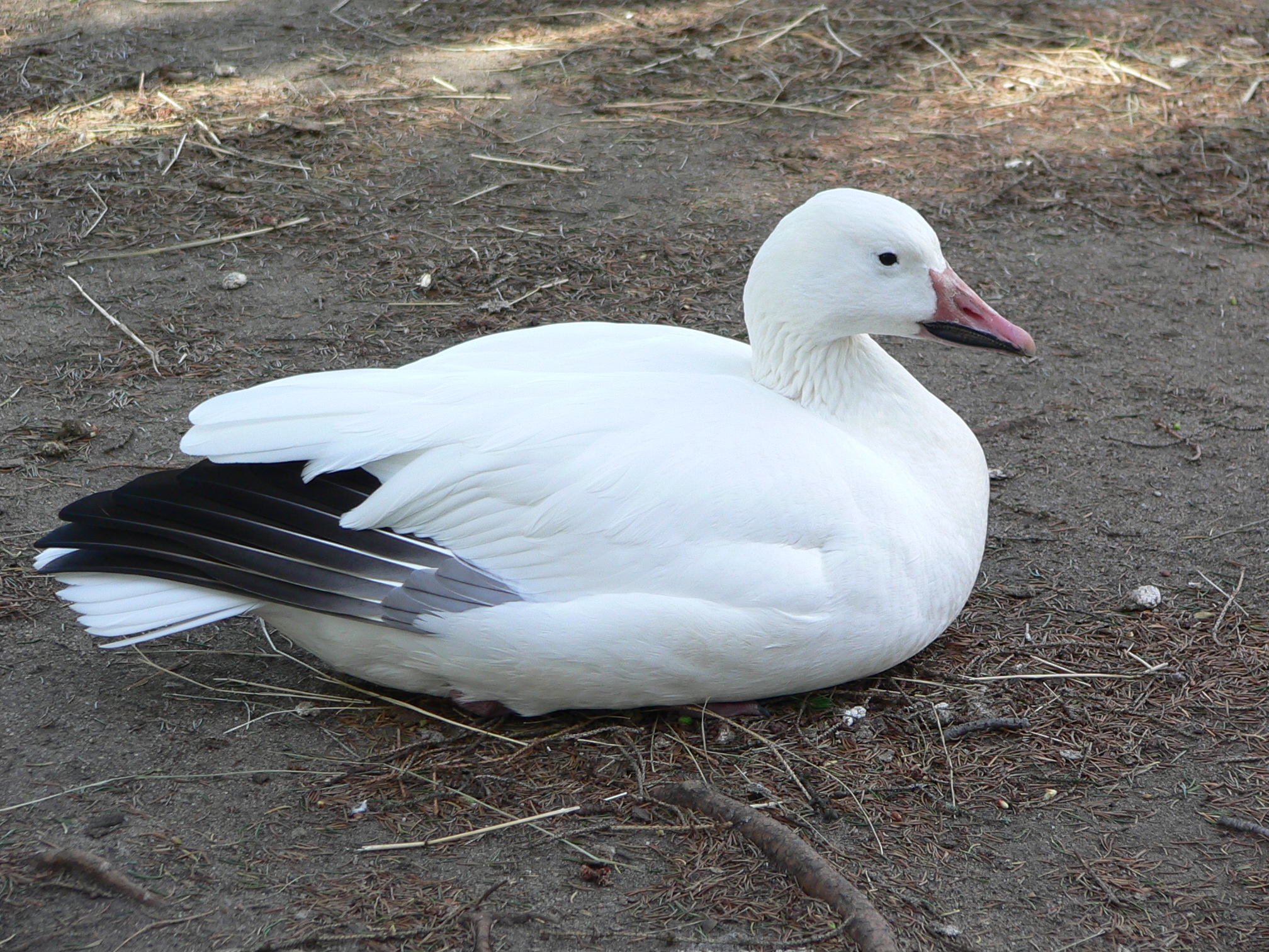 Wallpapers Animals Birds - Geese Oies des neiges