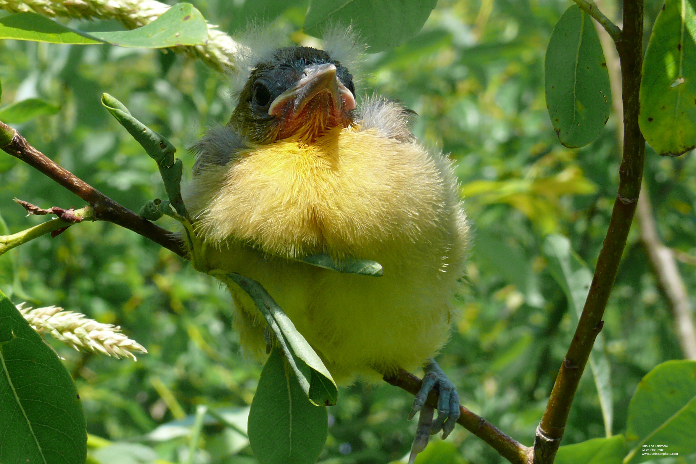 Fonds d'cran Animaux Oiseaux - Orioles Oriole de Baltimore