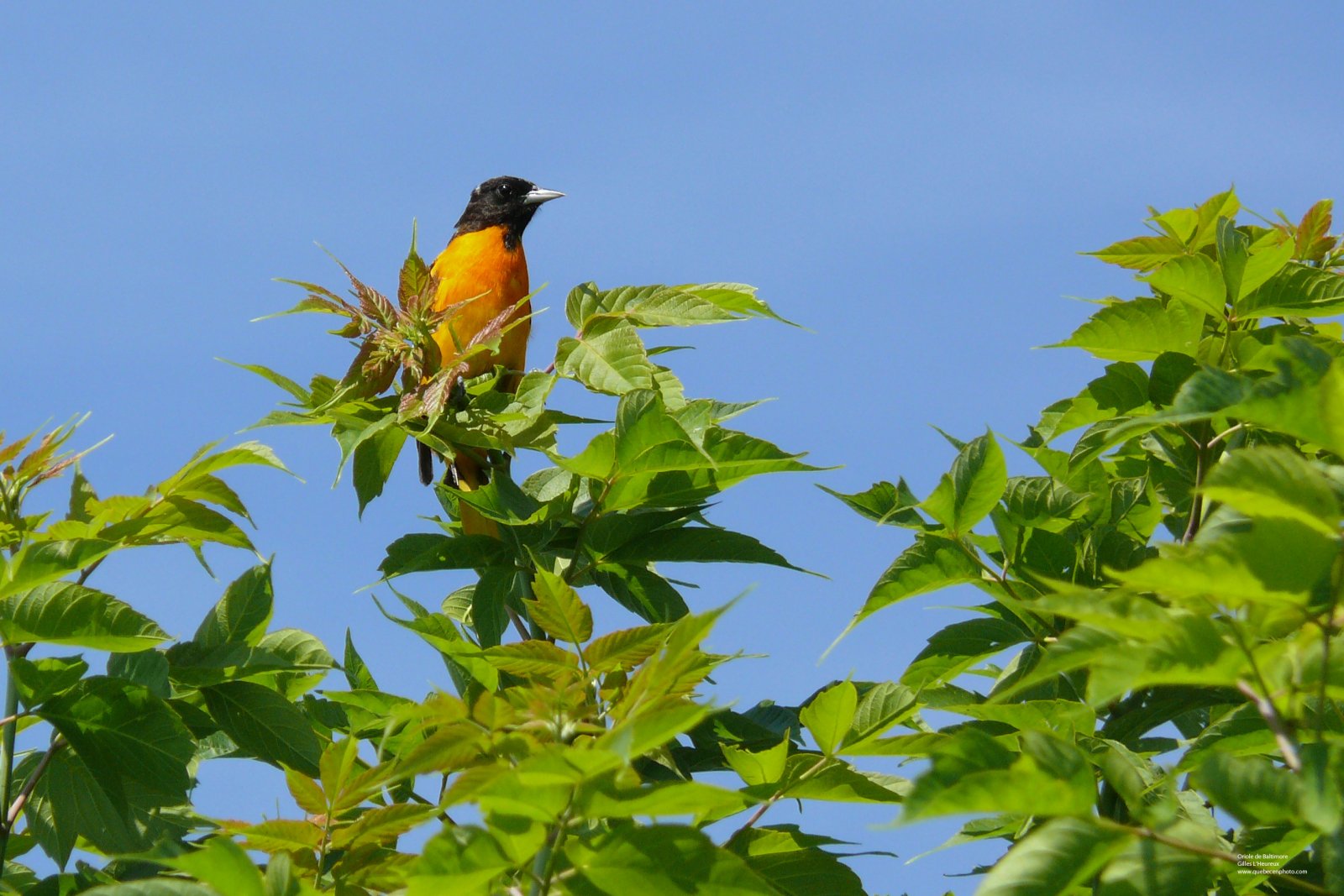 Fonds d'cran Animaux Oiseaux - Orioles Oriole de Baltimore