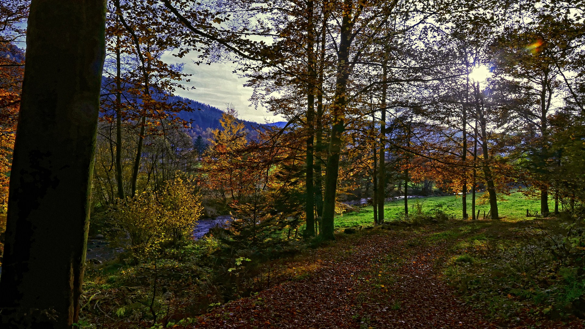 Fonds d'cran Nature Arbres - Forts 