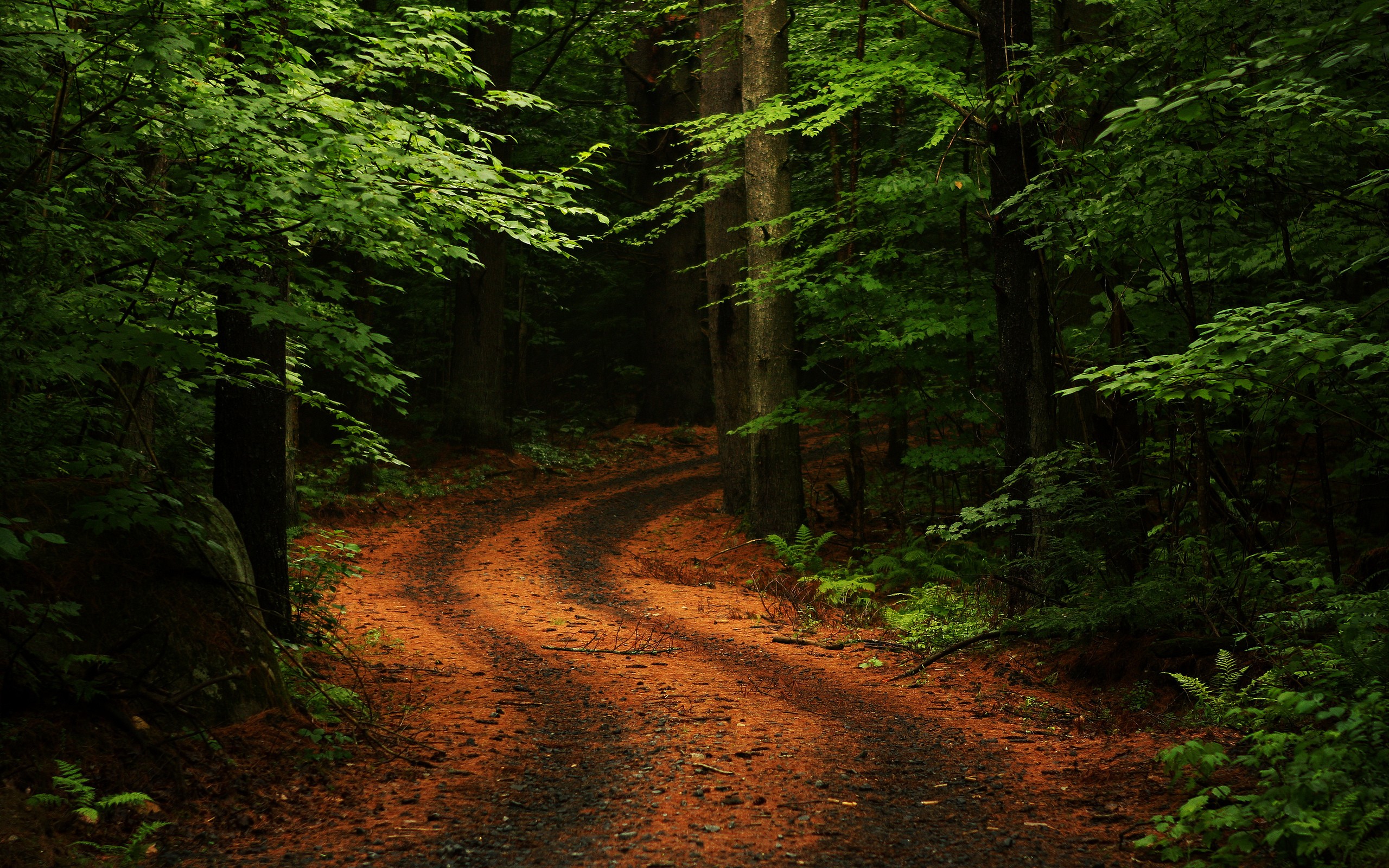 Fonds d'cran Nature Arbres - Forts 