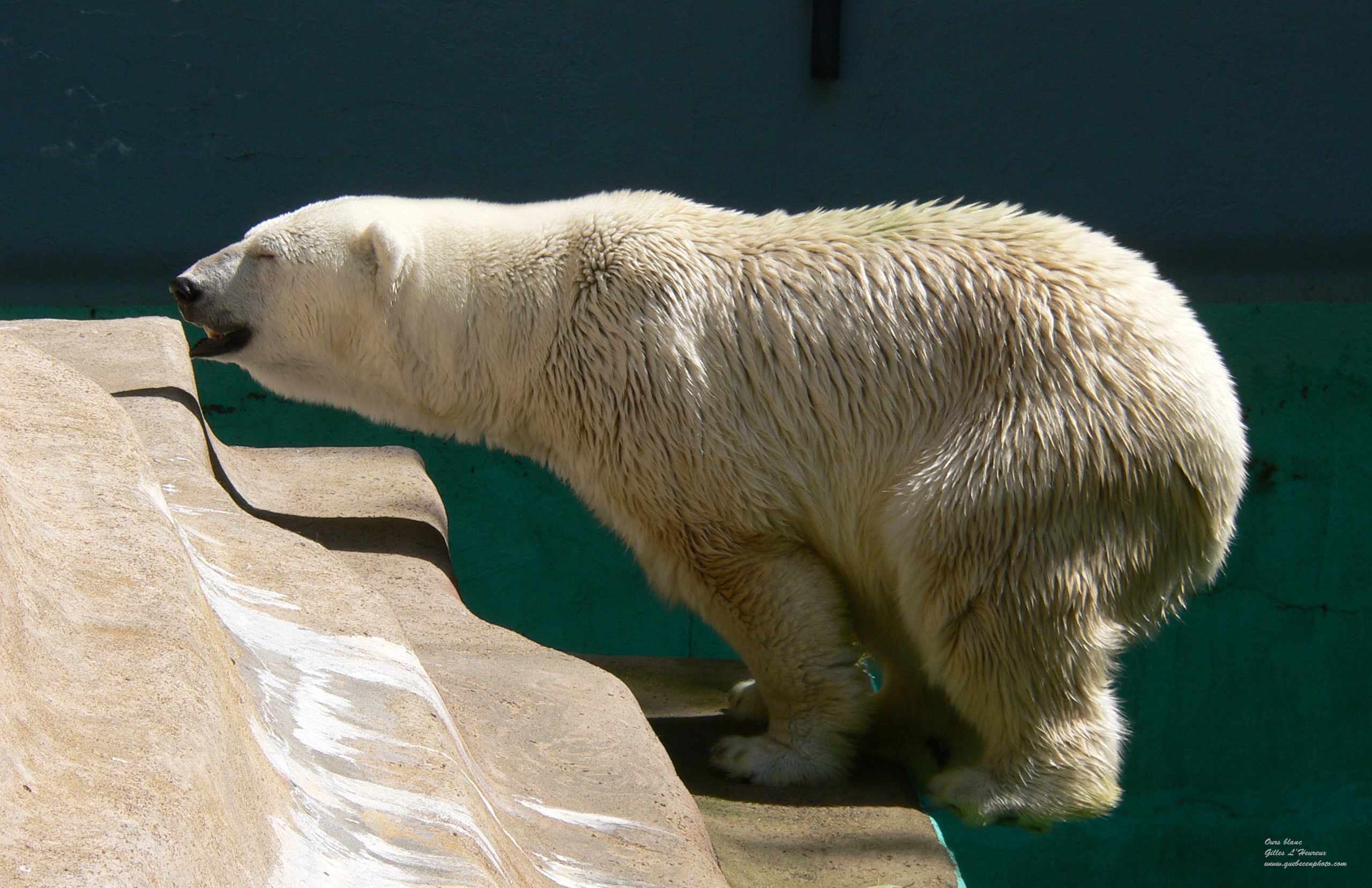 Fonds d'cran Animaux Ours Ours blanc