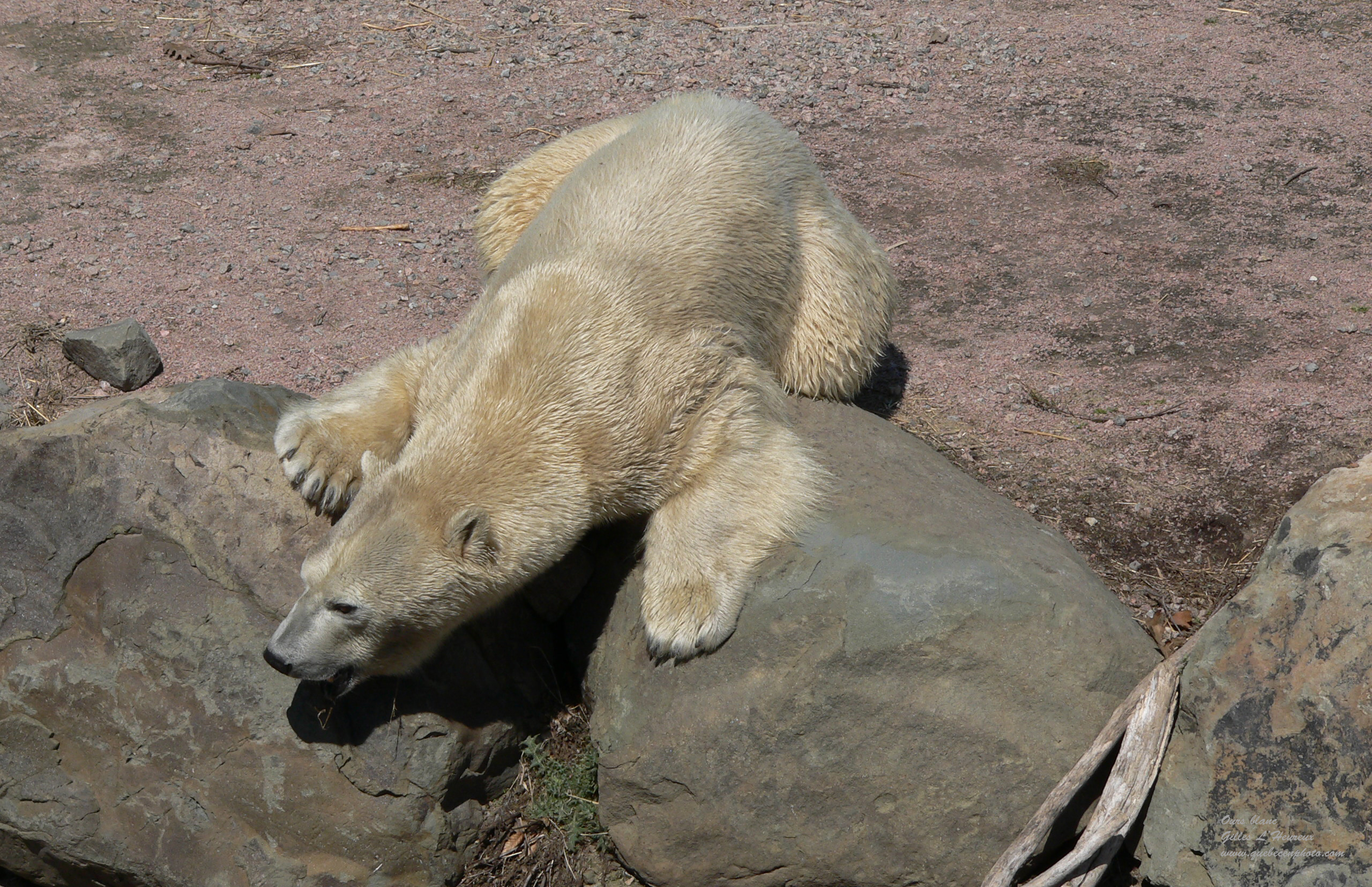 Wallpapers Animals Bears Ours blanc