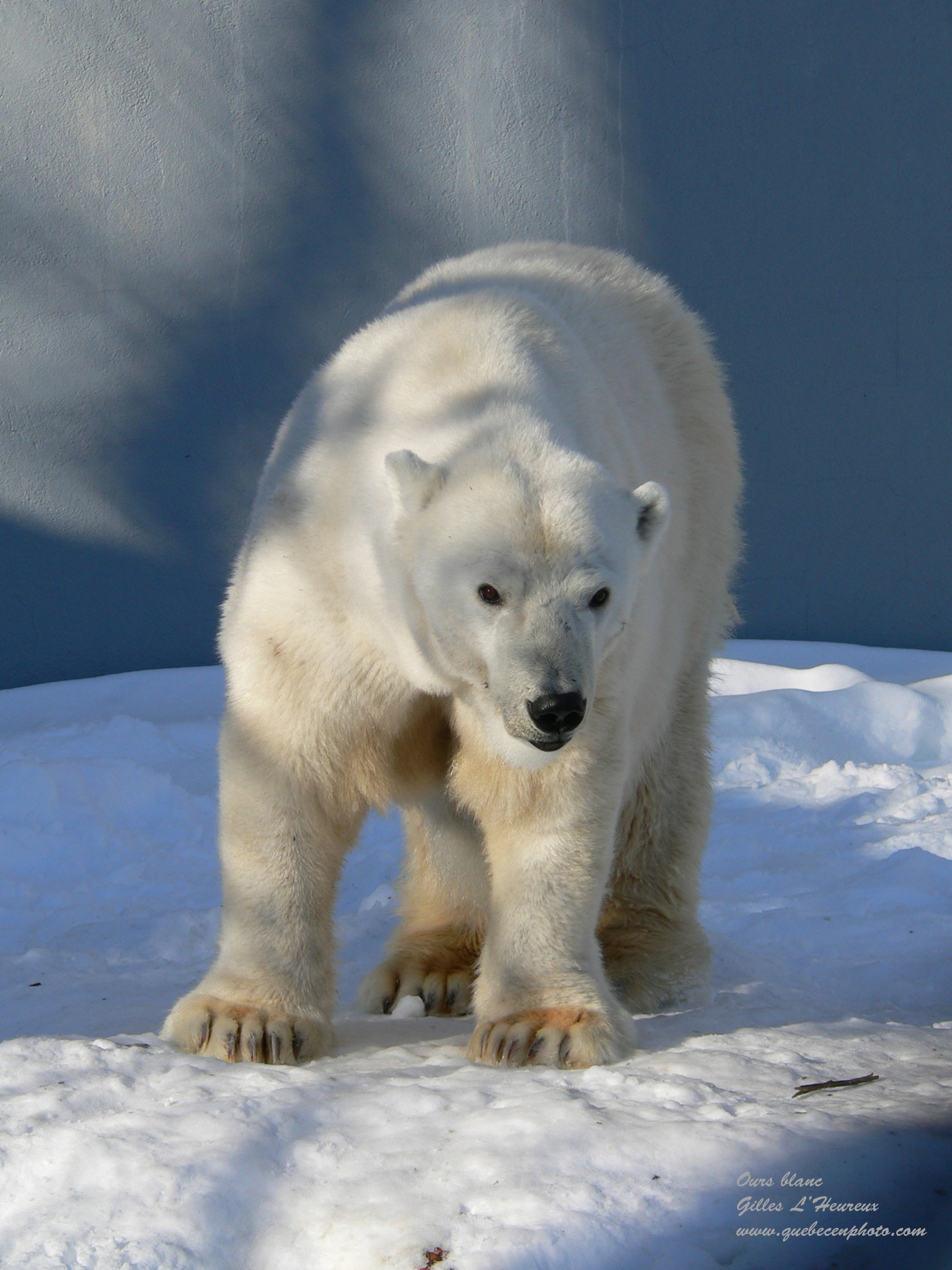 Fonds d'cran Animaux Ours Ours blanc