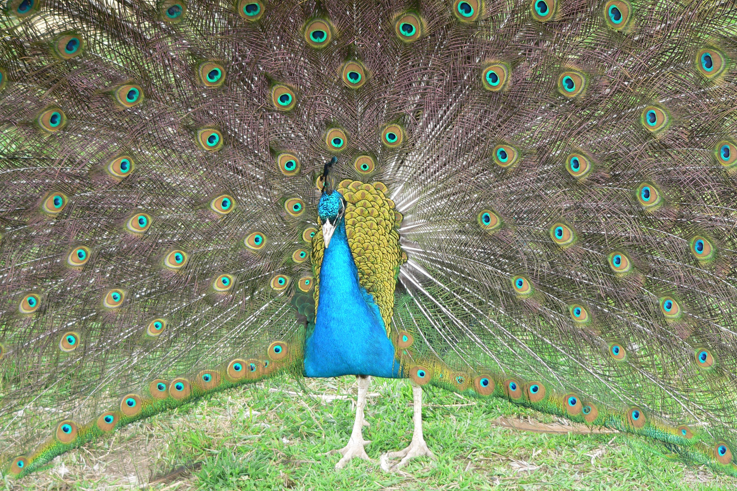 Fonds d'cran Animaux Oiseaux - Paons Paon bleu