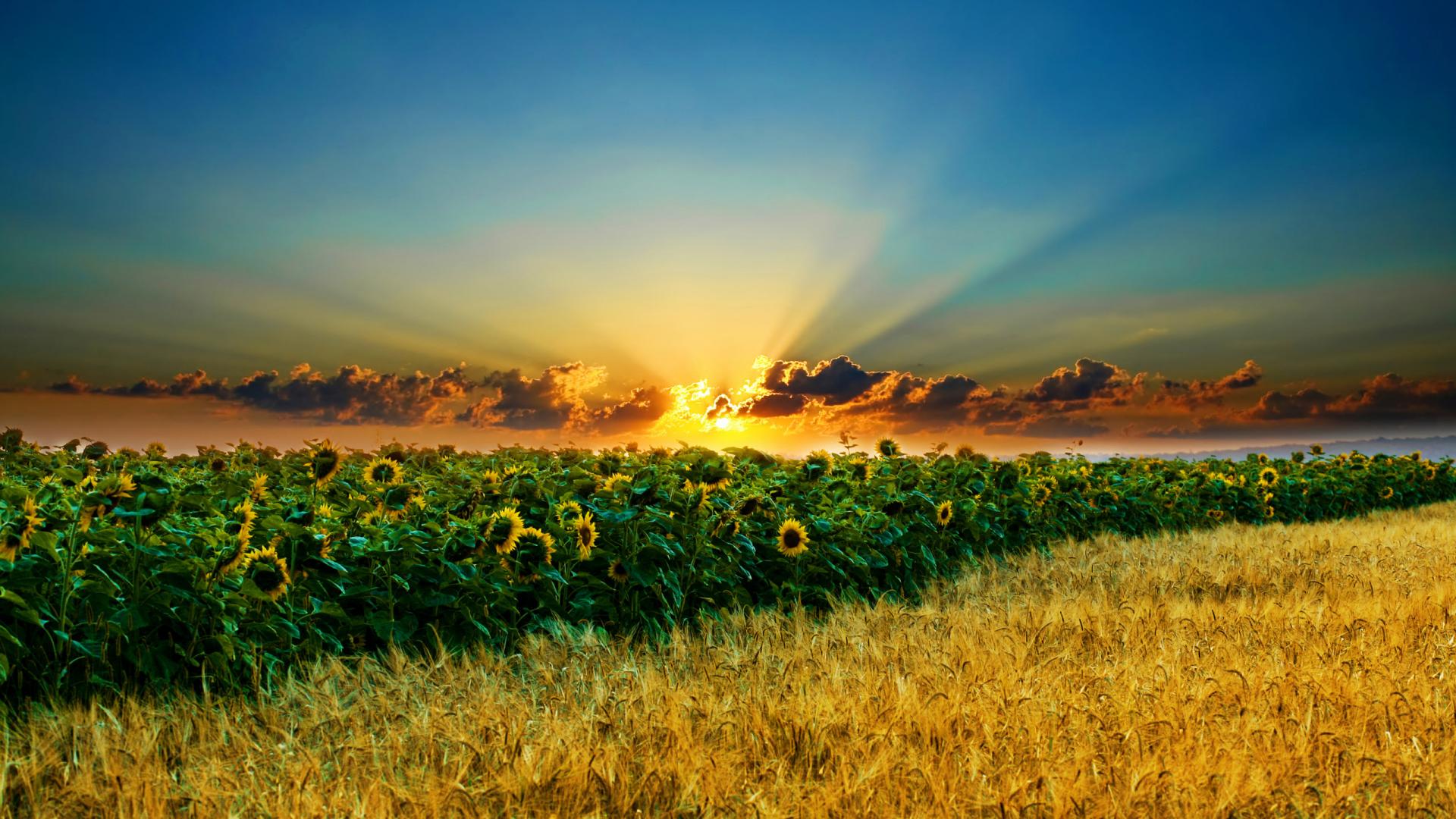 Fonds d'cran Nature Champs - Prairies 