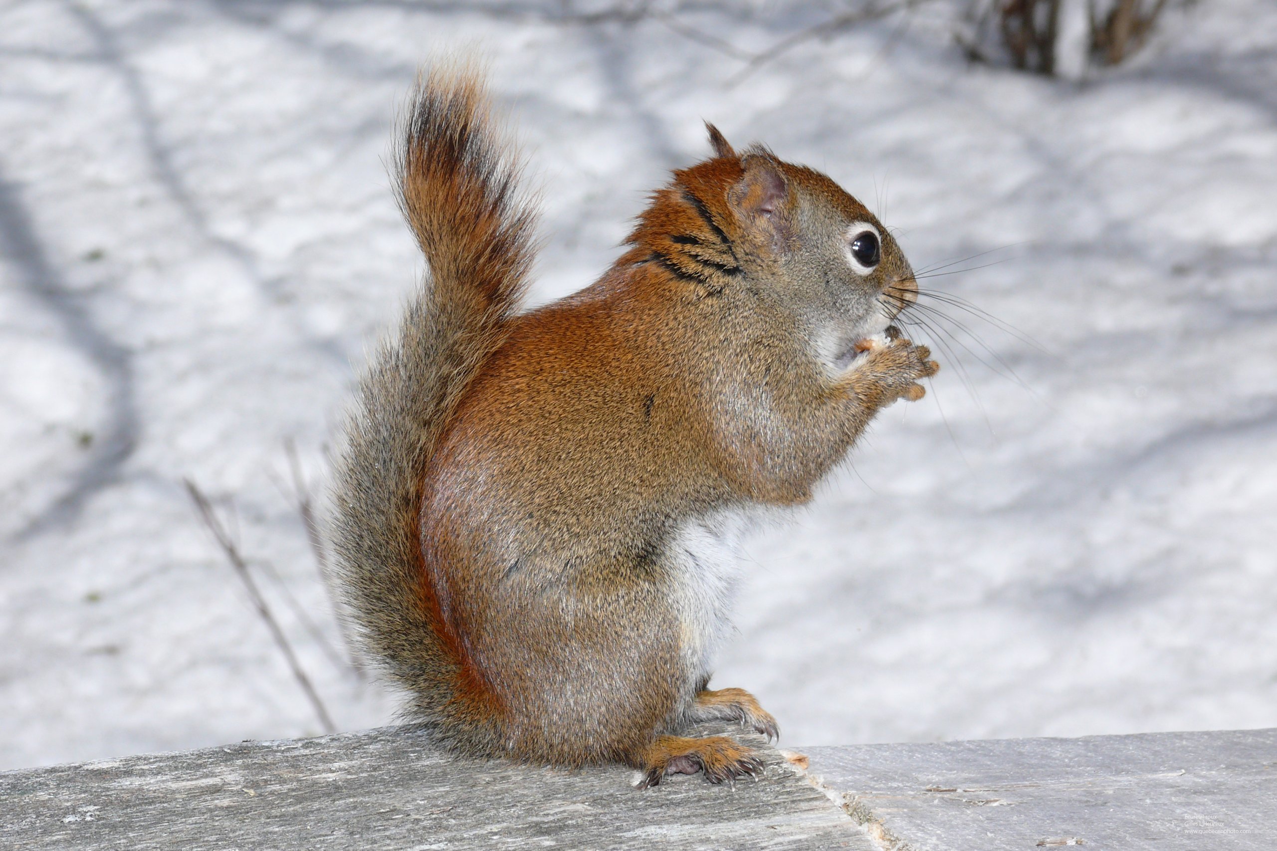 Wallpapers Animals Rodents - Squirrels cureuil roux