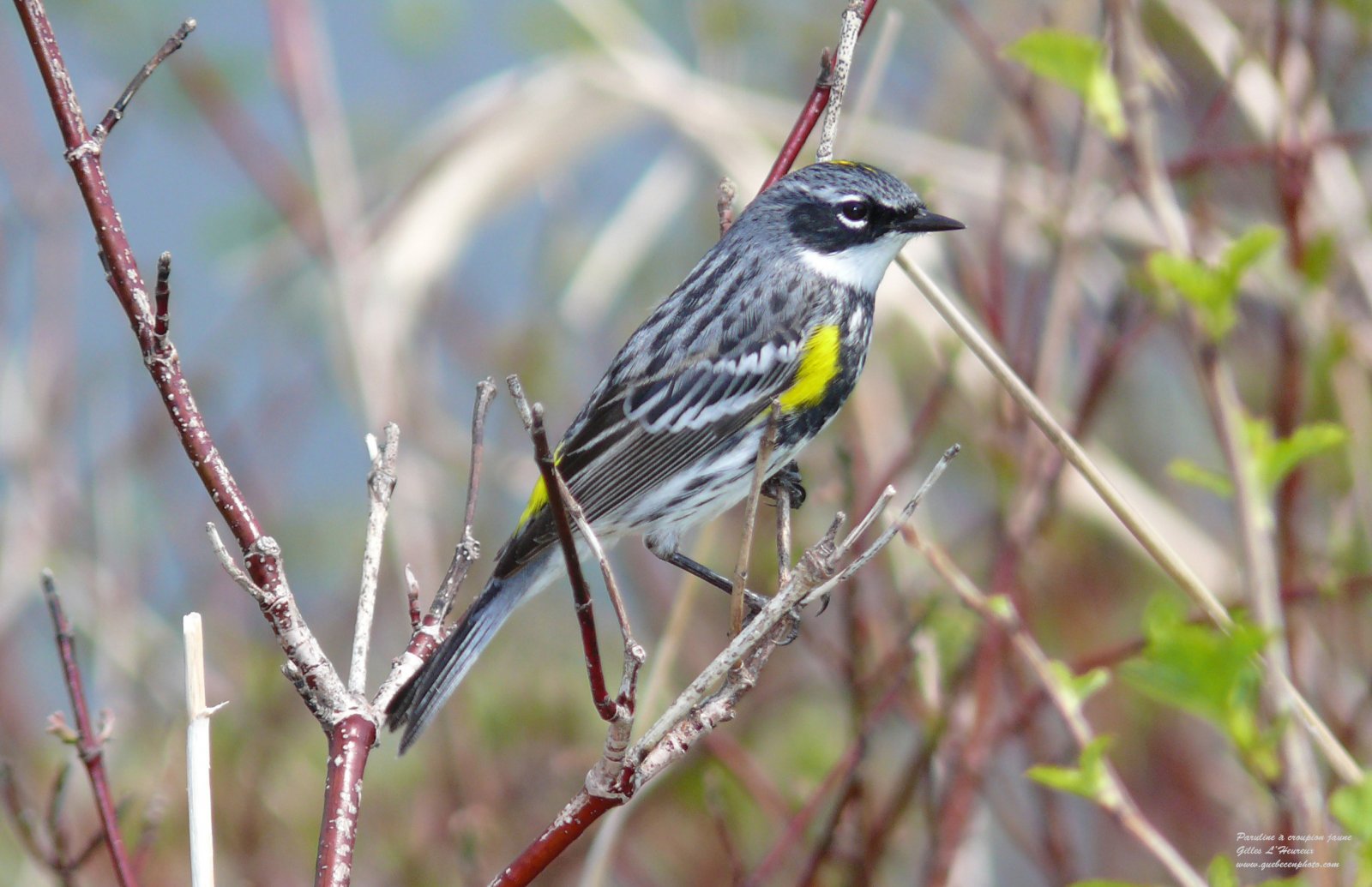 Fonds d'cran Animaux Oiseaux - Parulines Paruline à croupion jaune