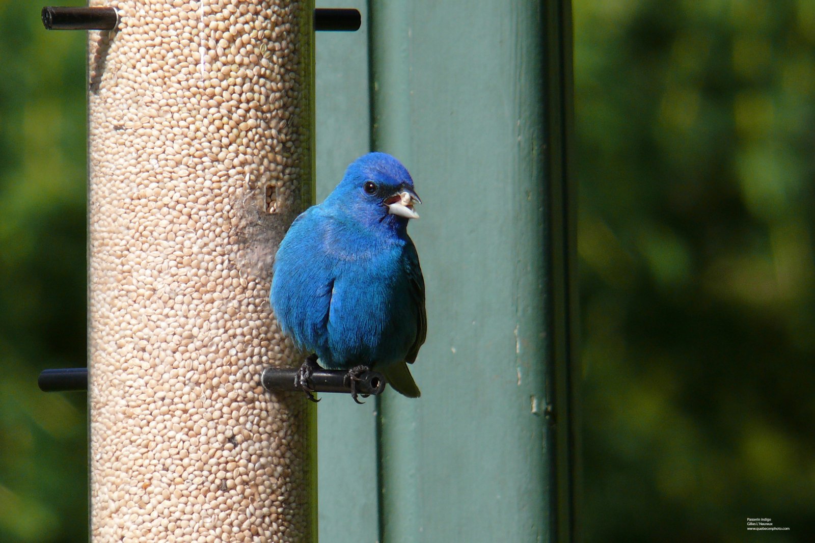 Wallpapers Animals Birds - Passerines Passerin indigo