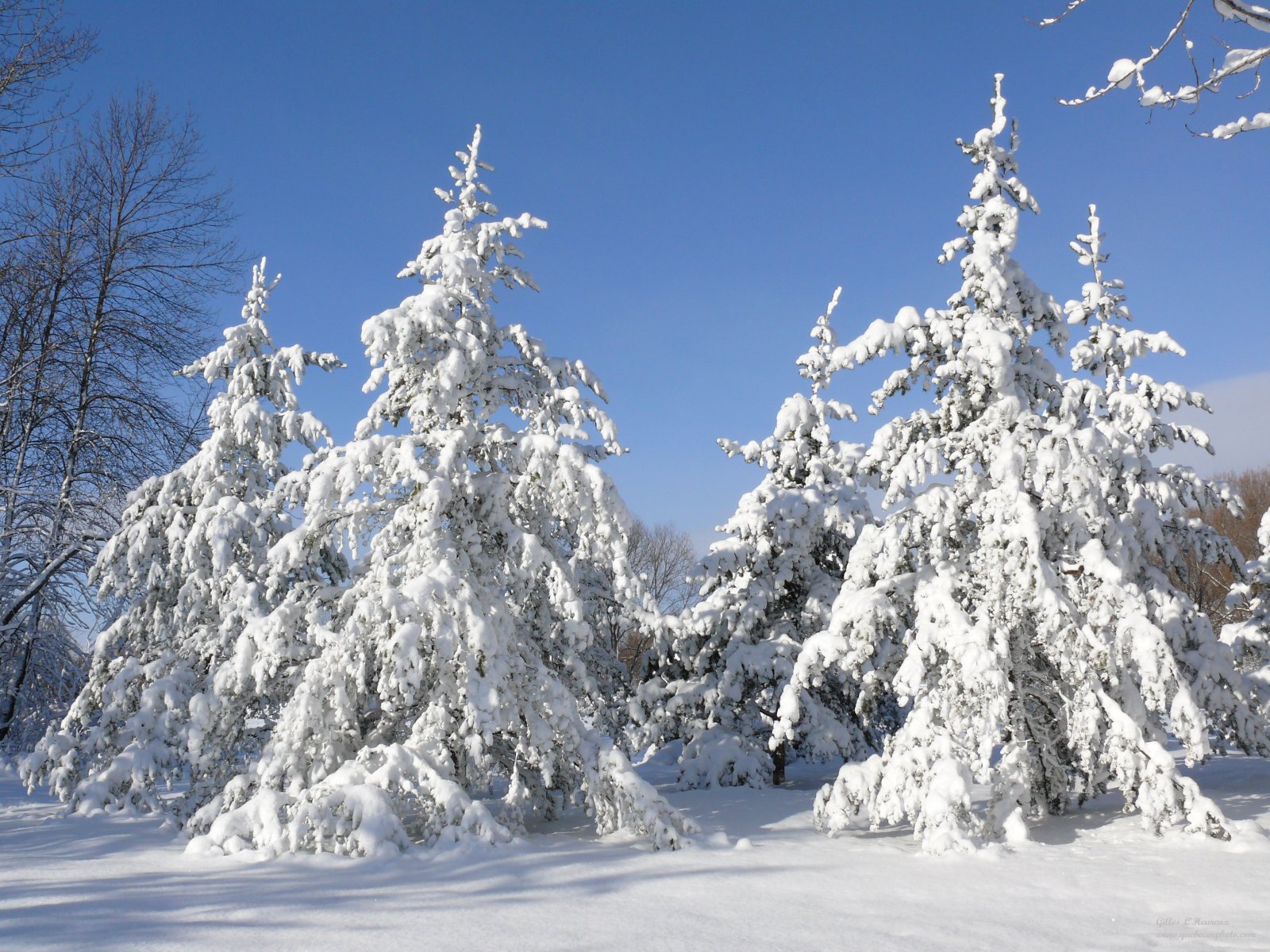 Wallpapers Nature Trees - Forests Paysage d'Hiver au Québec