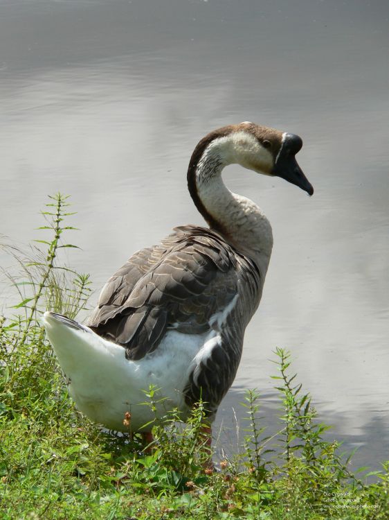 Fonds d'cran Animaux Oiseaux - Oies Oie Cygnoïde