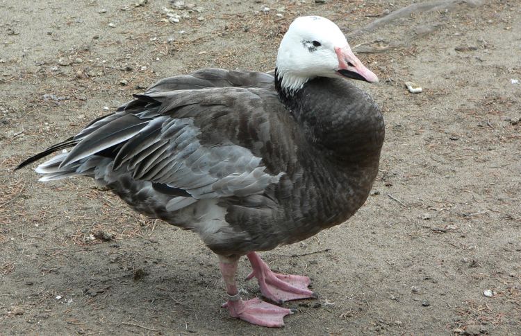 Fonds d'cran Animaux Oiseaux - Oies Oies des neiges