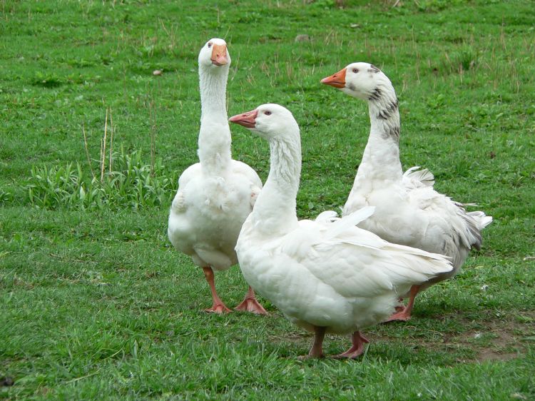 Fonds d'cran Animaux Oiseaux - Oies Oies des neiges