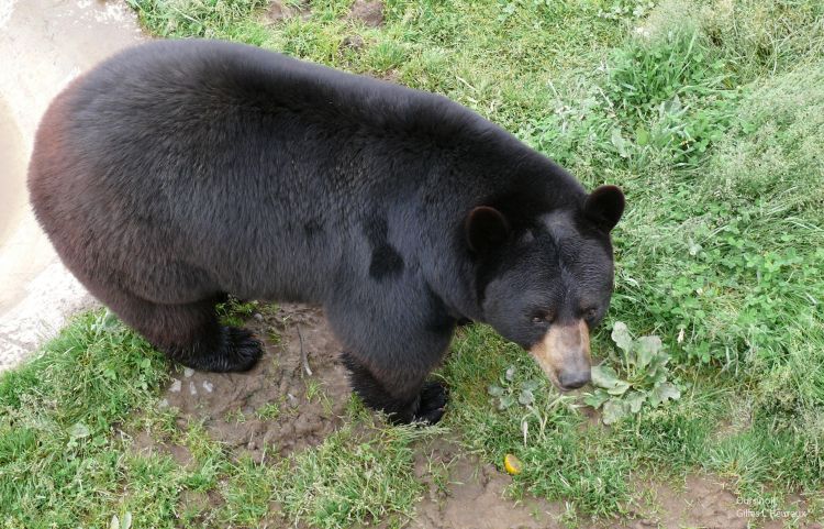 Fonds d'cran Animaux Ours Ours noir